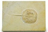 Horseshoe Crab (Mesolimulus) Fossil - Solnhofen Limestone #377542-1